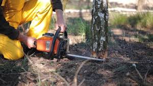 Trusted Malabar, FL Tree Care Experts