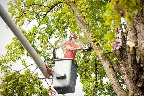 How Our Tree Care Process Works  in  Malabar, FL